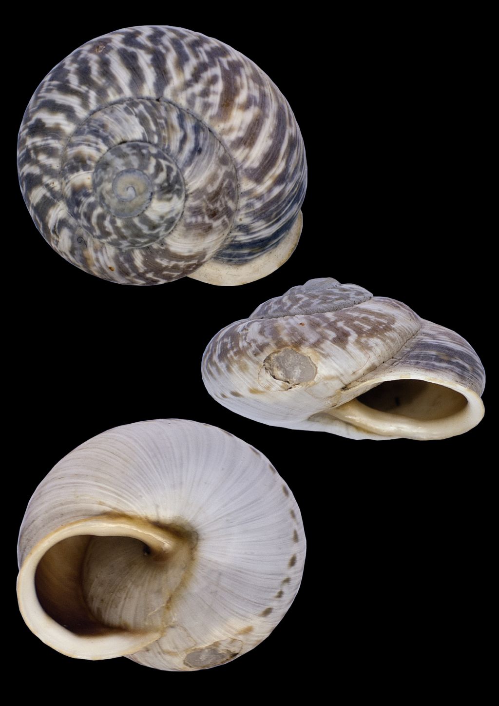 situazione Marmorana muralis a Firenze